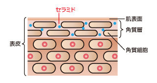 セラミド